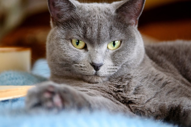 Gato escocés gris acostado sobre un suéter junto a un libro