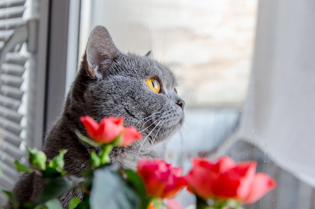 El gato escocés gris se asoma por detrás de una flor en una maceta de casa