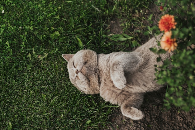 gato escocés gris duerme en la hierba.