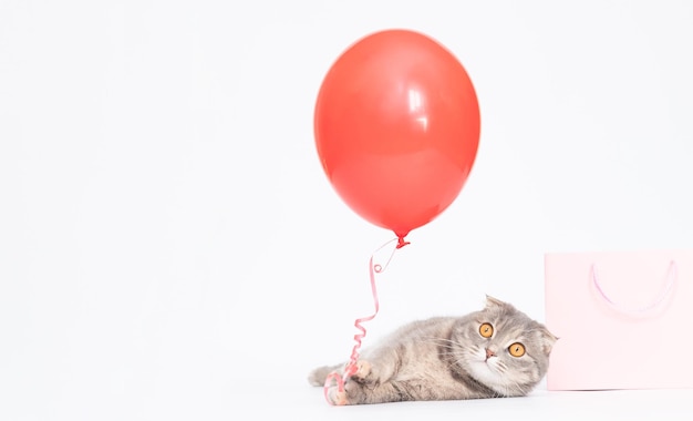 Gato escocés gris con globo rojo y bolsa rosa compras en línea gato feliz espacio de copia presente para mascota