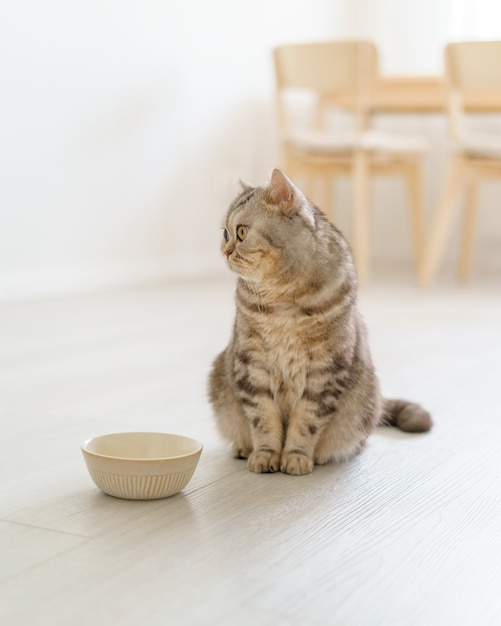 Gato escocés hambriento quiere comer mirando lastimosamente gatito sentado en el piso de la cocina y esperando comida
