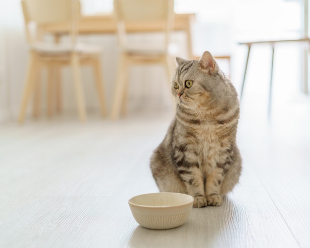 Gato escocés hambriento quiere comer mirando lastimosamente gatito sentado en el piso de la cocina y esperando