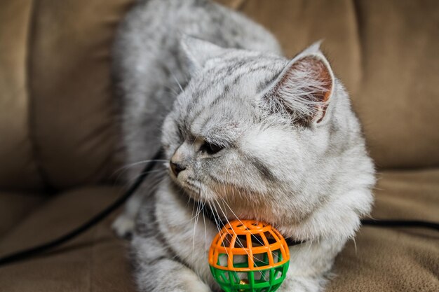 Gato escocês jogando sofá