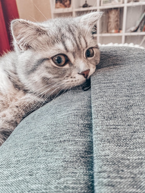 Gato escocês jovem e bonito fecha o gato reto escocês