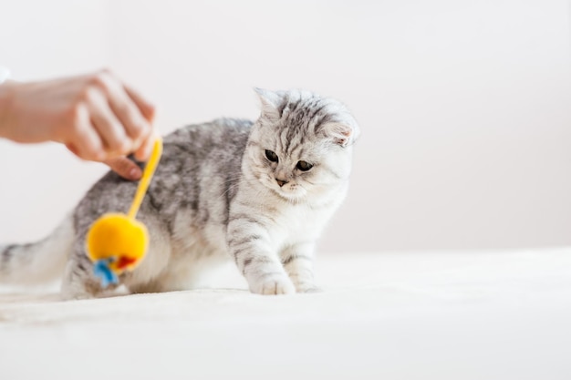 Gato escocés jugando con juguetes