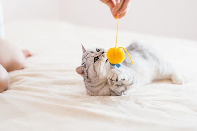 Gato escocés jugando con juguetes