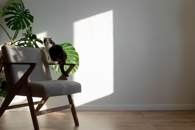 Gato escocês na cadeira cinza no interior da sala de estar Planos caseiros sansevieria monstera decoração de madeira Interior escandinavo minimalista leve Copie o espaço