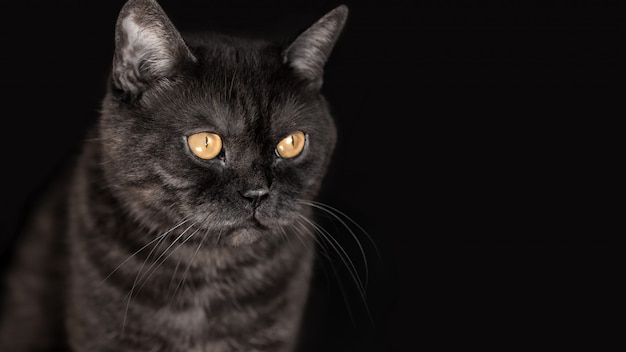 Gato escocés negro atigrado escocés con ojos amarillos