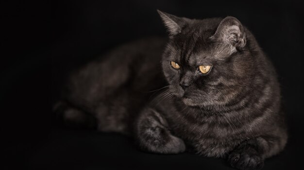 Gato escocés negro atigrado escocés con ojos amarillos