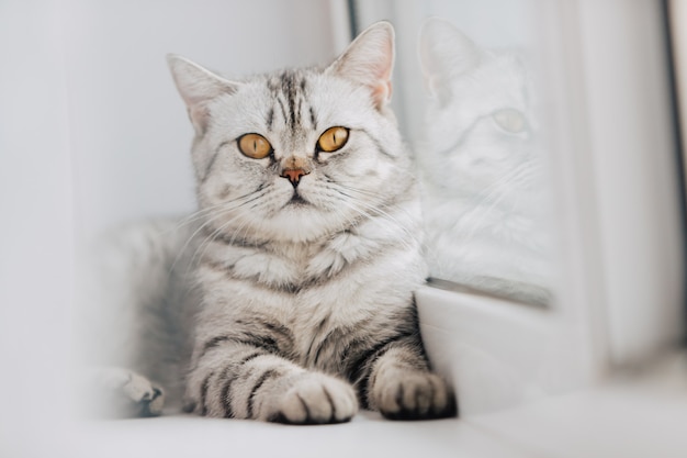 Un gato escocés o británico con un mármol blanco y negro descansa sobre un alféizar blanco en un día soleado.