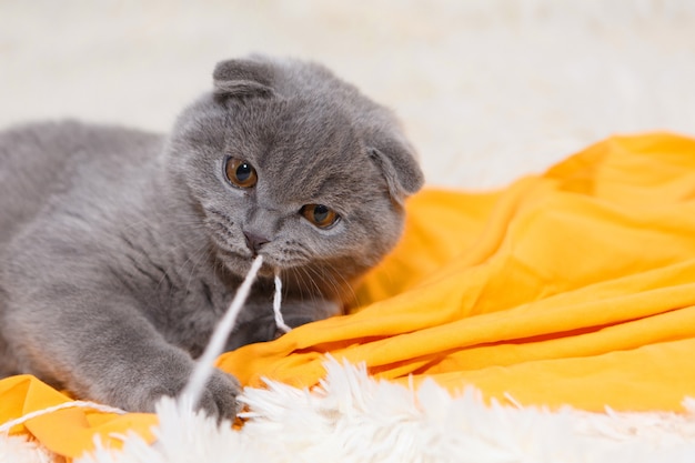 Un gato escocés de orejas caídas juega con ovillos de lana. Un animal sobre una tela amarilla. diversión para mascotas