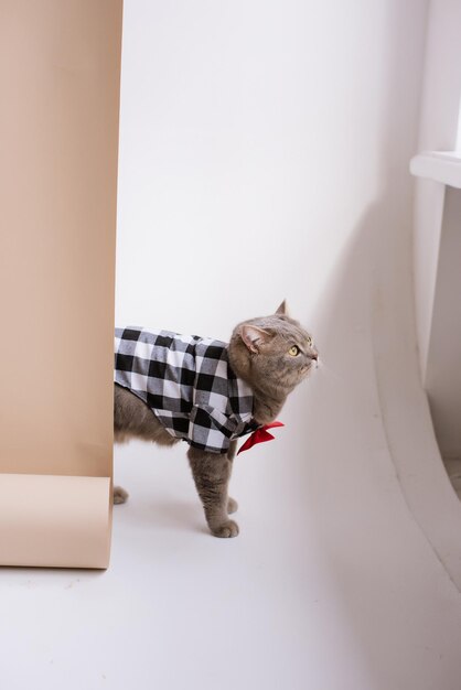 Un gato escocés de orejas rectas que trabaja con una camisa de disfraz y una corbata roja en una producción de video blanca