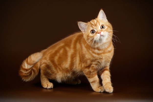 Gato escocés de pelo corto recto