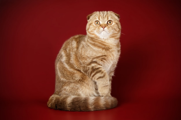 Gato escocés de pelo corto