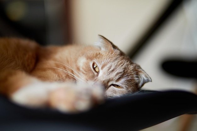 Gato escocês preguiçoso relaxando na cadeira na moderna sala de estar em casa lindo animal doméstico