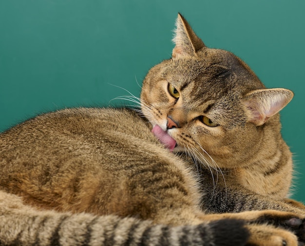 Un gato escocés recto gris adulto se encuentra sobre un fondo verde. El animal esta descansando