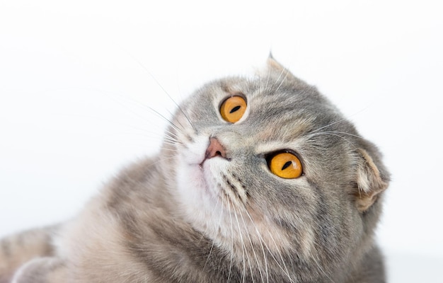 Gato escocés, sentado frente a un fondo blanco