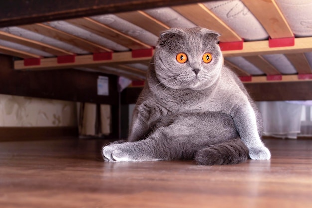 El gato escocés se sienta debajo de la cama El gato fue tomado por sorpresa debajo de la cama Gato gracioso