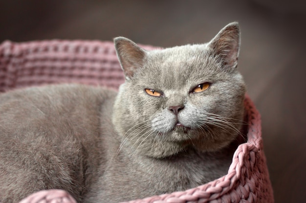 gato escocés sueño gris con ojos amarillos se encuentra en una cama de gato rosa