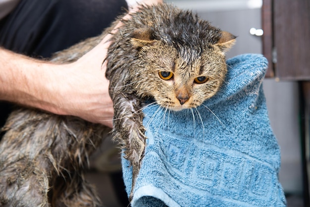 Gato escocés en una toalla. Gato mojado después de bañarse en una toalla azul. Manos de hombre sosteniendo un gato mojado en el baño.