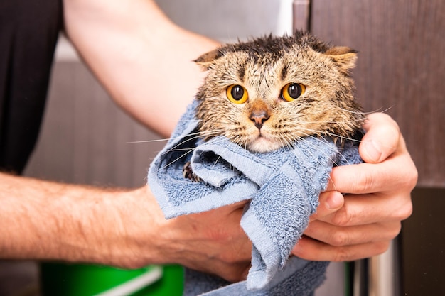 Gato escocés en una toalla. Gato mojado después de bañarse en una toalla azul. Manos de hombre sosteniendo un gato mojado en el baño.