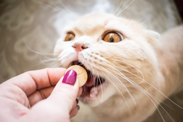 Gato escocês toma uma pílula de perto.