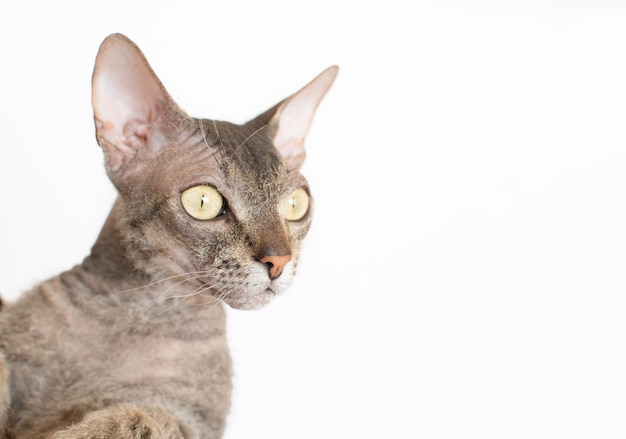 Gato esfinge de beleza sobre um fundo claro. Gato careca. Lugar para texto. Copie o espaço.