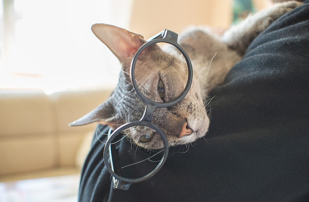 Gato esfinge con gafas se encuentra en el hombro de un hombre en casa. Mascota divertida del gato calvo. Lugar para el texto.