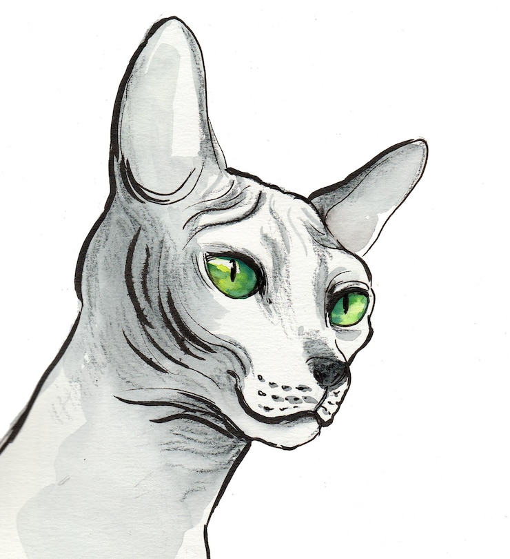 Foto gato esfinge de ojos verdes. dibujo a tinta y acuarela