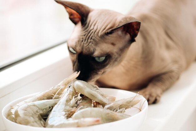 El gato esfinge sin pelo se come un camarón de mar