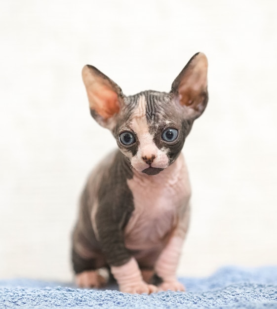 Gato esfinge sin pelo.