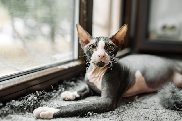 Gato esfinge preto e branco deitado no parapeito da janela