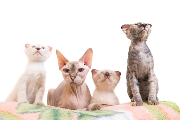 Gato esfinge de pura raza acostado con gatitos aislados sobre fondo blanco. Raza levkoy ucraniana