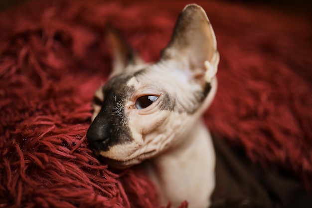 Gato esfinge sem pêlos de um tom claro com nariz preto Retrato aproximado de um gato esfinge careca Sphi