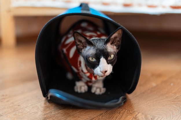 Gato esfinge sentado em um carrinho com uma blusa de Natal