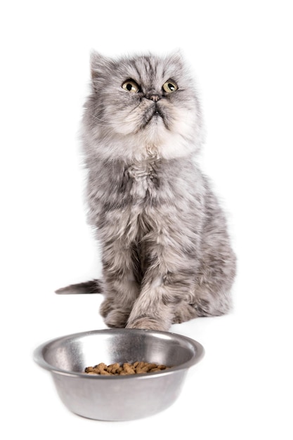 Gato esperando comida sobre un fondo blanco Retrato de gato persa mirando un tazón vacío