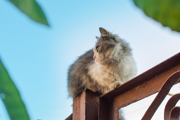 Gato esperto e habilidoso deitado na cerca metálica em um dia de verão Lindo gatinho está descansando sentado na cerca metálica