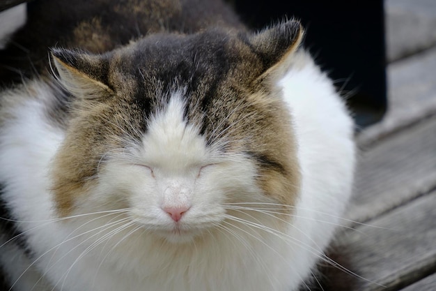 El gato esponjoso blanco y gris está sentado en un banco de madera