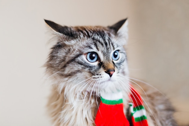 Foto un gato esponjoso con una bufanda alrededor del cuello y grandes ojos azules en el fondo de la pared.