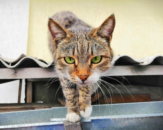 Gato esponjoso camina por la calle El gato en el techo Mascota