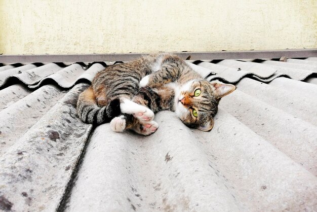 Gato esponjoso camina por la calle El gato en el techo Mascota