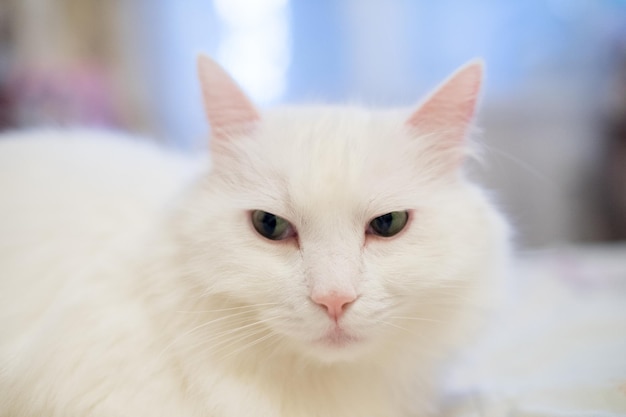 Un gato esponjoso de casa blanca en el apartamento.