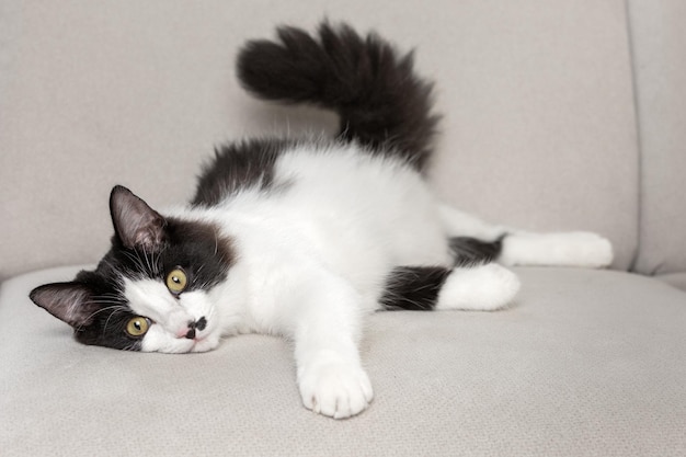 Gato esponjoso descansando en el sofá en casa