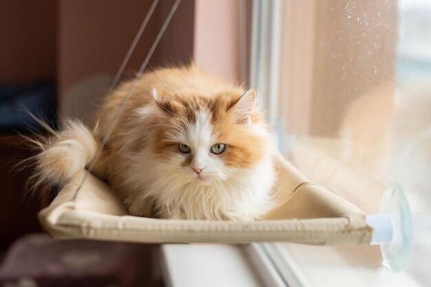 Gato esponjoso doméstico yace en una tumbona cerca de la ventana