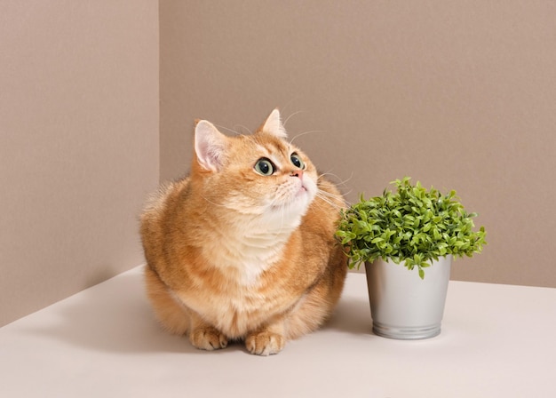 Gato esponjoso con grandes ojos verdes mirando hacia arriba Una gruesa planta verde en una olla de metal