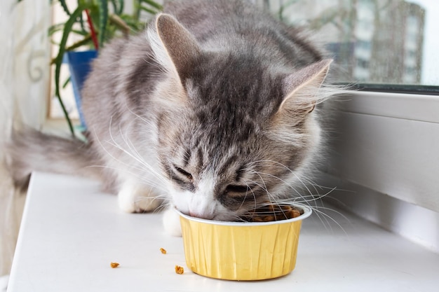 Gato esponjoso gris come comida en el alféizar de la ventana