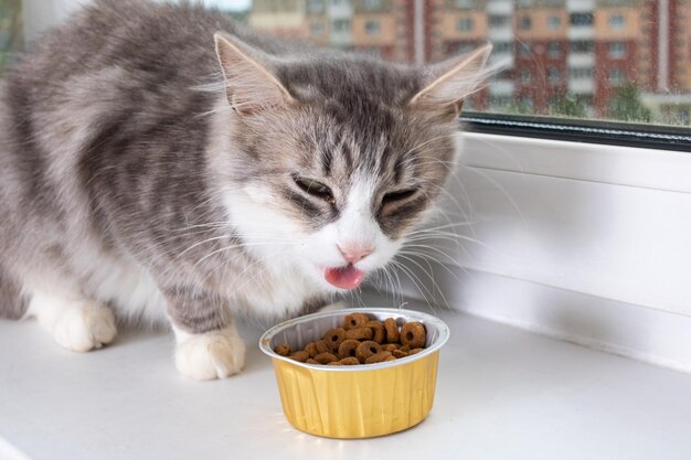 Gato esponjoso gris come comida en el alféizar de la ventana