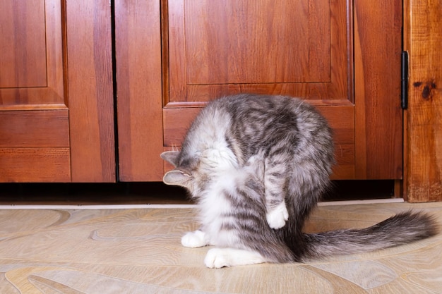 Gato esponjoso gris lava su cola de cerca