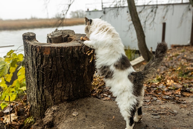 Foto un gato esponjoso sin hogar come en la calle