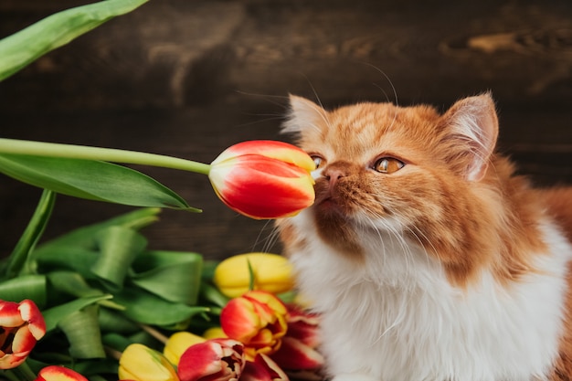 El gato esponjoso de jengibre huele un tulipán rojo. Gato sobre un fondo de flores de primavera.